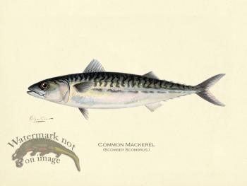 Mackerel - Common Mackerel